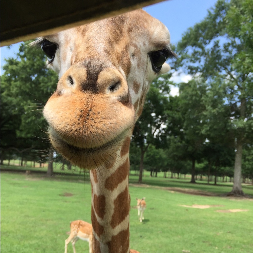 Meet your Posher, Jordan